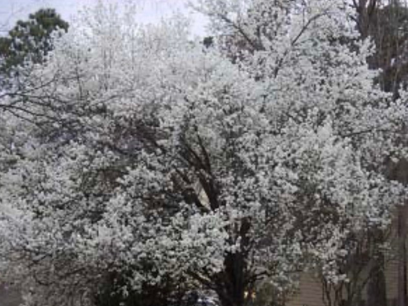Bradford Pears, bless their hearts